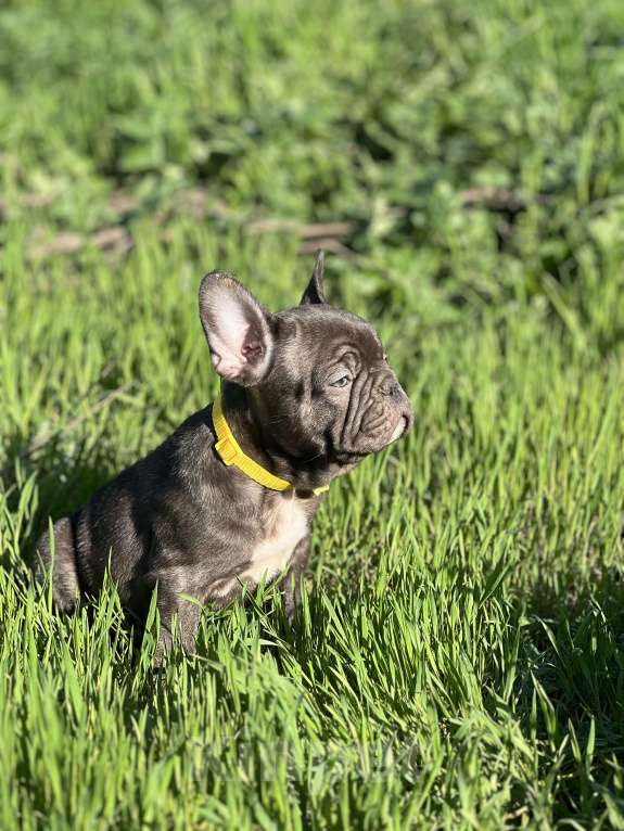 Собаки в Санкт-Петербурге: Шоколадный зайчик Мальчик, Бесплатно - фото 5