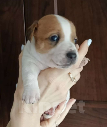 Собаки в других городах Московской области: Девочка Джек Рассел терьер  Девочка, 15 000 руб. - фото 3