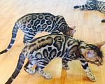 Кошки в Санкт-Петербурге: Бенгальская красавица, 70 000 руб. - фото 8