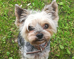 Собаки в Одинцово: Кобель на вязку Мальчик, 1 500 руб. - фото 1