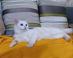 Кошки в Ливны: Ангорский котик, 1 500 руб. - фото 6