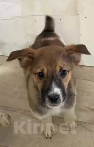 Собаки в Липецке: Щенки из приюта ищут дом Девочка, Бесплатно - фото 3