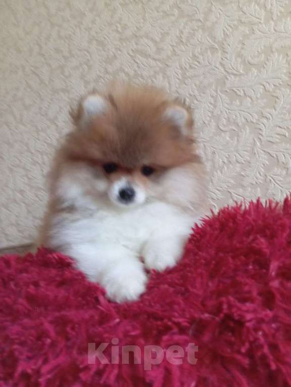 Собаки в Омске: Девочка красотка щенок померанского шпица  Девочка, 35 000 руб. - фото 2