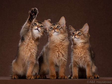Объявление: Сомалийские котята из питомника GLOWING SHAMBHALA, 60 000 руб., Подольск