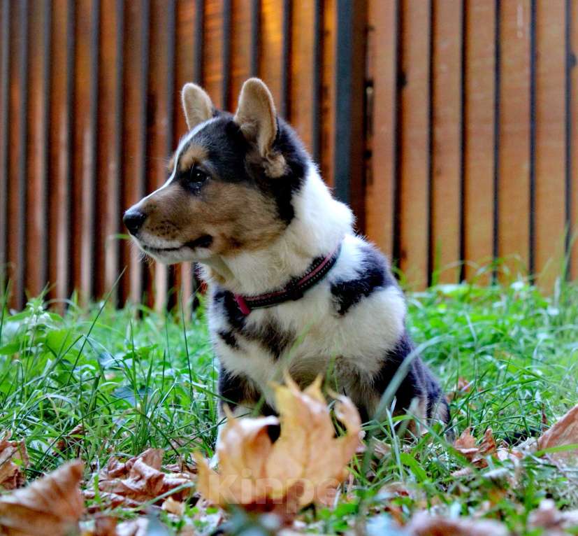 Собаки в Москве: Добрыня Мальчик, 50 000 руб. - фото 3