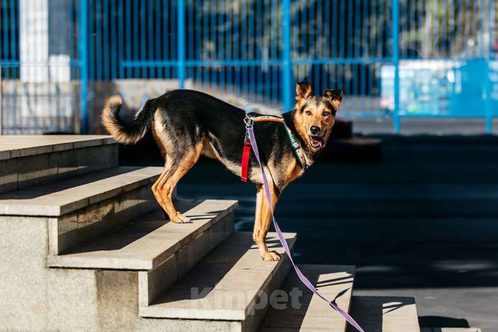 Собаки в Москве: Очаровательный сердцеед Шабак в поисках любящей семьи! Мальчик, Бесплатно - фото 8