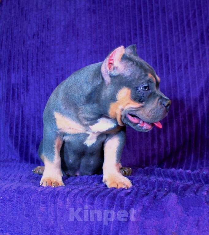 Собаки в Архангельске: АМЕРИКАНСКИЙ БУЛЛИ. ДЕВОЧКА. Девочка, 90 000 руб. - фото 6