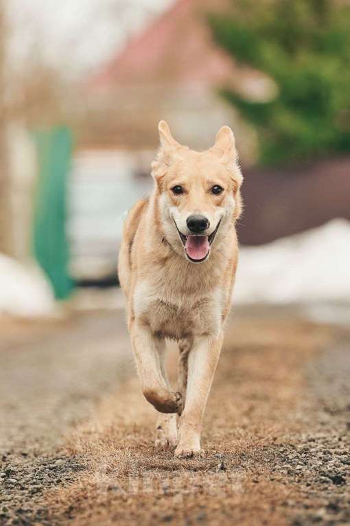 Собаки в Лосином-Петровском: Дакота валентинка в добрые руки Девочка, Бесплатно - фото 3