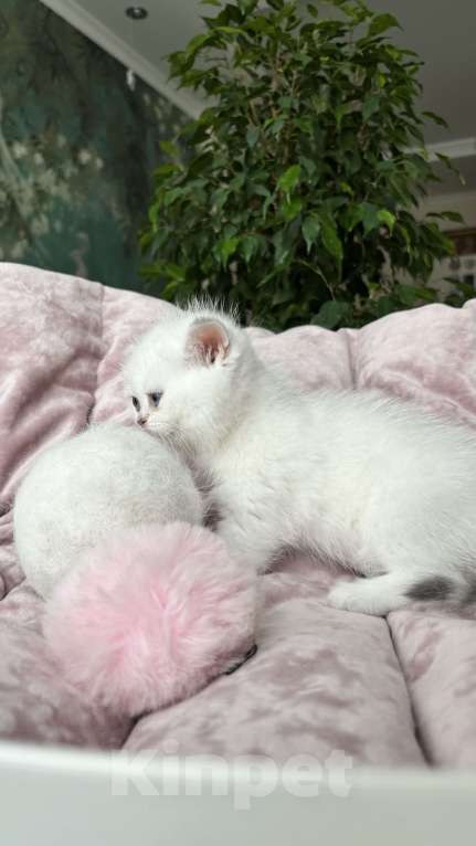 Кошки в Нижнем Новгороде: Шикарная девочка, возможно в разведение!  Девочка, Бесплатно - фото 4