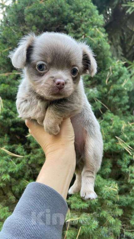 Собаки в Раменском: Чихуахуа щеночек. Мальчик, 30 000 руб. - фото 1