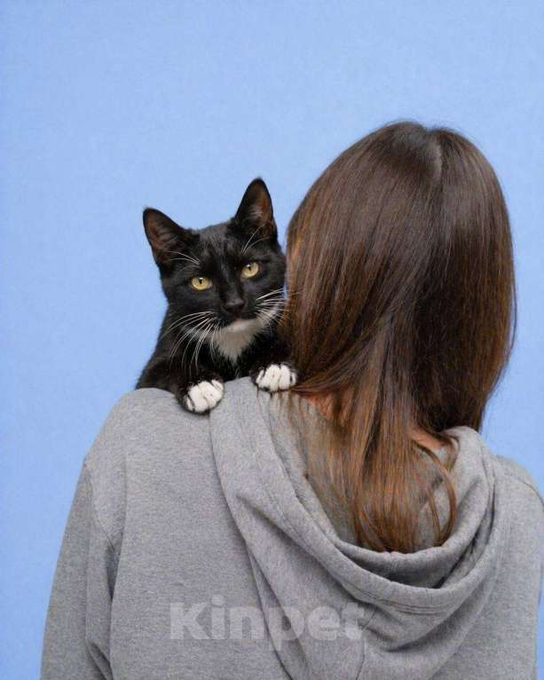 Кошки в Москве: Крошик ищет дом Мальчик, Бесплатно - фото 5