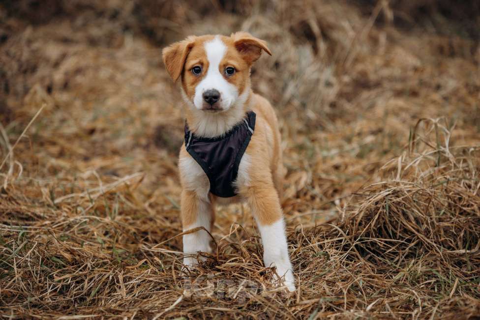 Собаки в Москве: Щенок в добрые руки Мальчик, Бесплатно - фото 4
