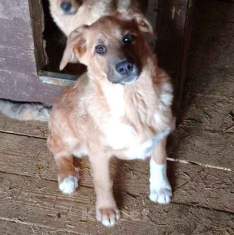 Собаки в Москве: Ласковому щенульке Оскару очень нужны дом и семья Мальчик, Бесплатно - фото 4