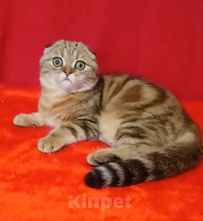 Кошки в Москве: Котик чёрный мрамор на золоте Мальчик, 35 000 руб. - фото 1
