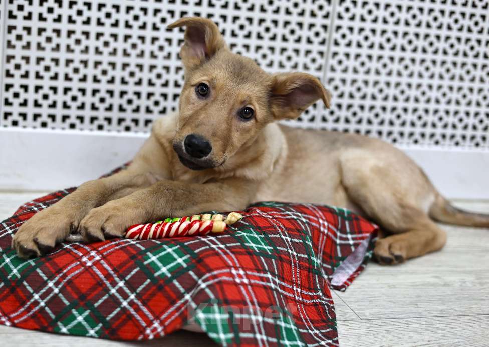 Собаки в Москве: Щенки бесплатно в Москве Девочка, Бесплатно - фото 5