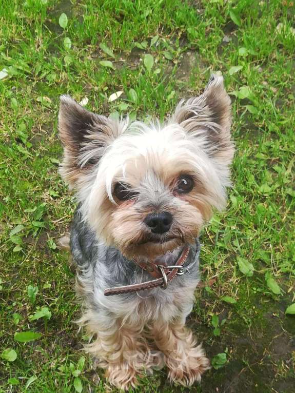 Собаки в Одинцово: Кобель на вязку Мальчик, 1 500 руб. - фото 1