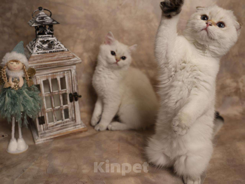 Кошки в Москве: Шотландский вислоухий короткошёрстный котёнок Мальчик, 50 000 руб. - фото 9