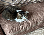 Кошки в Москве: Кошка Булка, в добрые руки Девочка, Бесплатно - фото 7