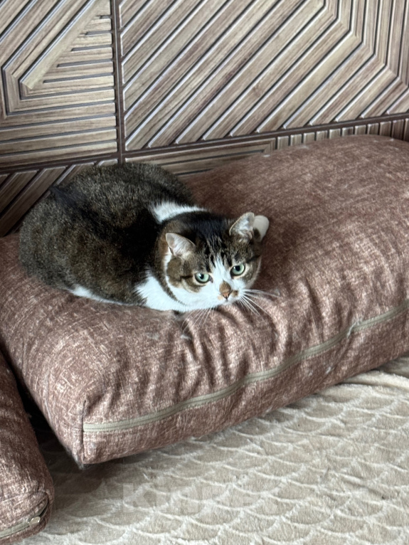 Кошки в Москве: Кошка Булка, в добрые руки Девочка, Бесплатно - фото 7