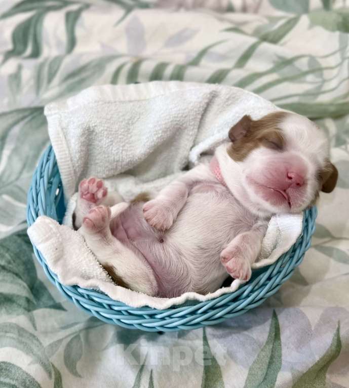 Собаки в Комсомольске-На-Амуре: Щенки благородного происхождения  Девочка, 130 000 руб. - фото 3