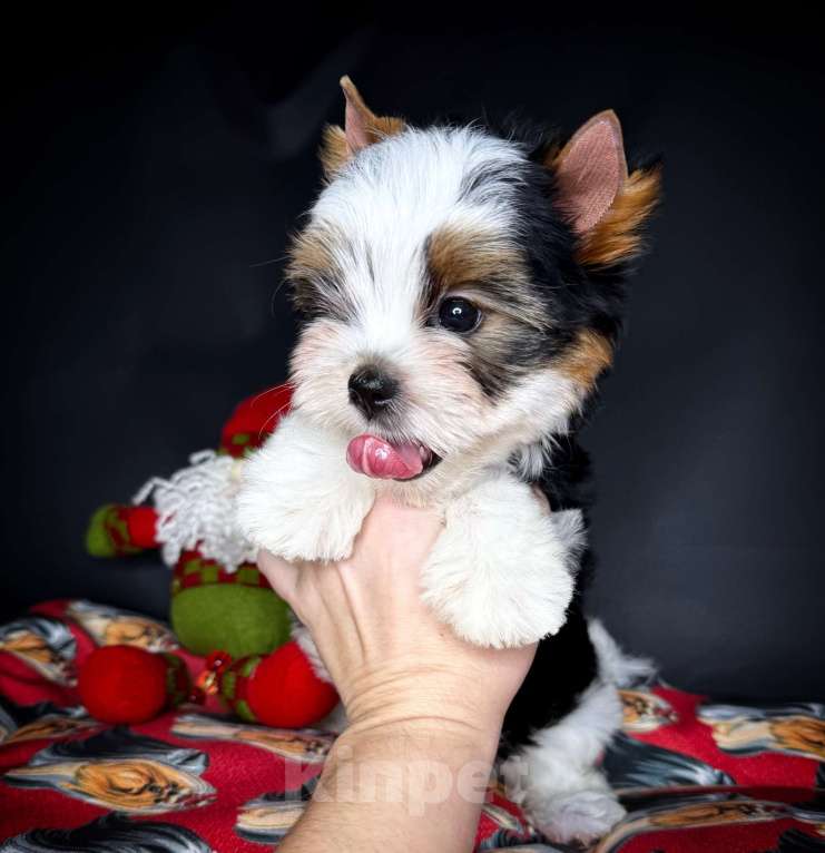 Собаки в Краснодаре: Прекрасный мальчик Бивер, РКФ  Мальчик, 30 000 руб. - фото 1