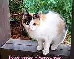 Кошки в Москве: Срочно нужен дом! Мальчик, Бесплатно - фото 2