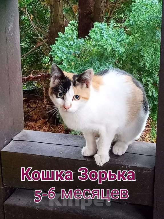 Кошки в Москве: Срочно нужен дом! Мальчик, Бесплатно - фото 2