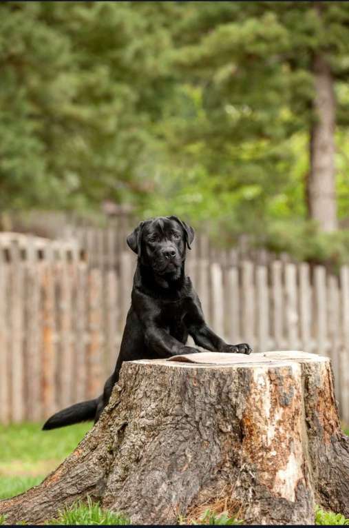 Собаки в Томске: Чёрный подрощенный мальчик.  Мальчик, 30 000 руб. - фото 5
