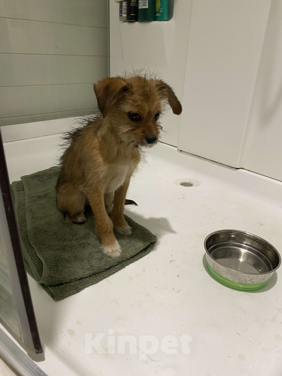 Собаки в Звенигороде: Возьмите счастье в дом!!! Девочка, Бесплатно - фото 3