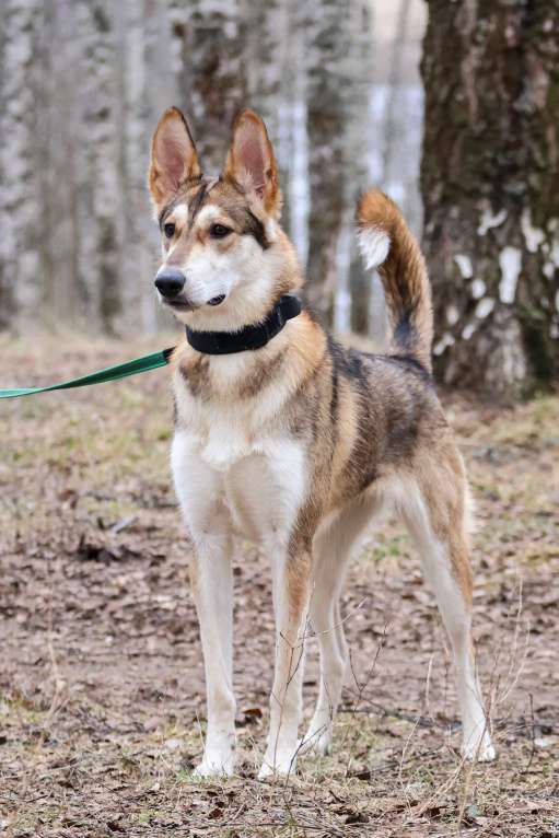 Собаки в Красноармейске: Лео ищет дом! Девочка, Бесплатно - фото 5