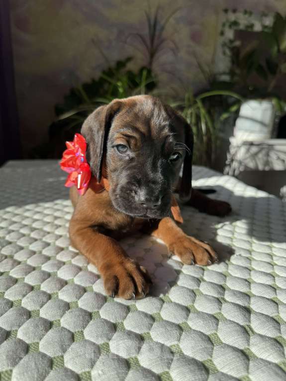 Собаки в Санкт-Петербурге: Баварская горная гончая ! Девочка Виолетта! Девочка, 75 000 руб. - фото 3