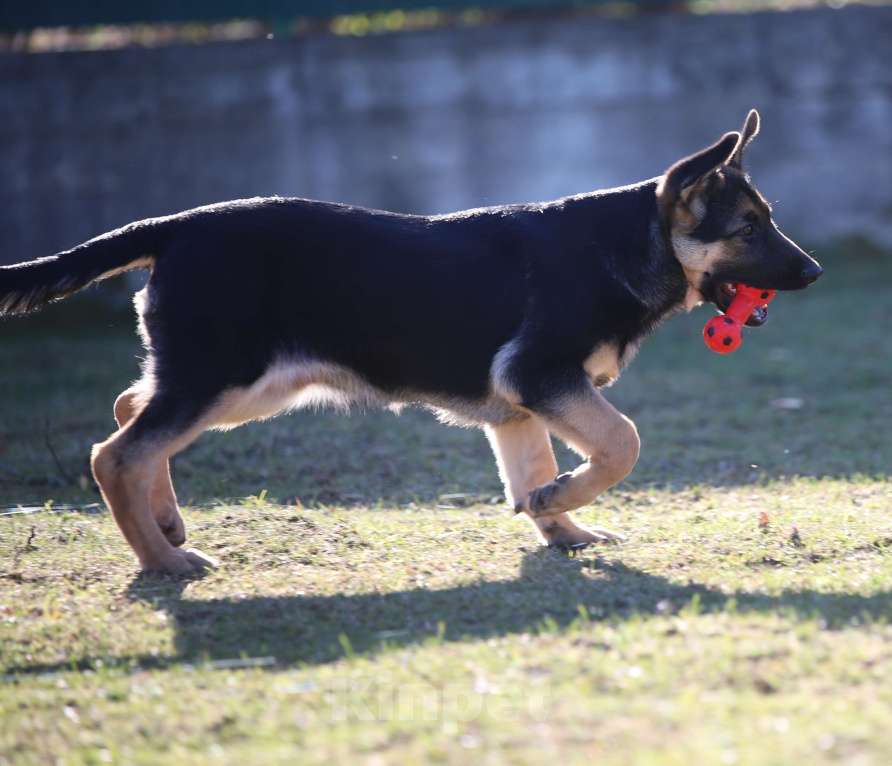 Собаки в Тарусе: Щенки восточноевропейской овчарки  Девочка, 50 000 руб. - фото 3