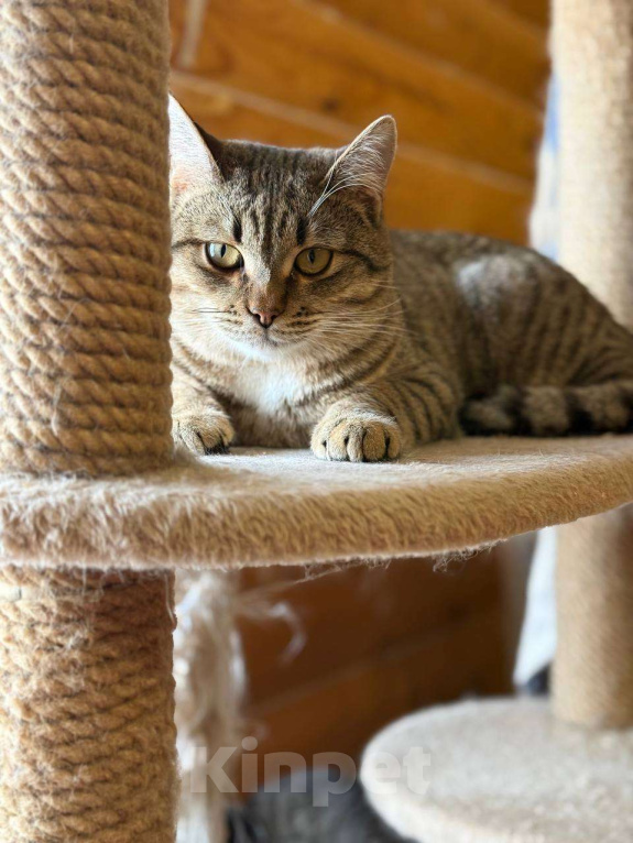 Кошки в Москве: Молоденький Филя мечтает о доме Мальчик, Бесплатно - фото 7