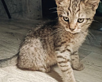 Кошки в Котельнике: Коричневый котенок в добрые руки Москва и Московская область Девочка, Бесплатно - фото 3