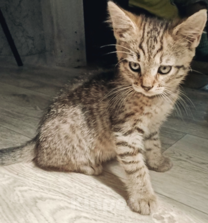 Кошки в Котельнике: Коричневый котенок в добрые руки Москва и Московская область Девочка, Бесплатно - фото 3