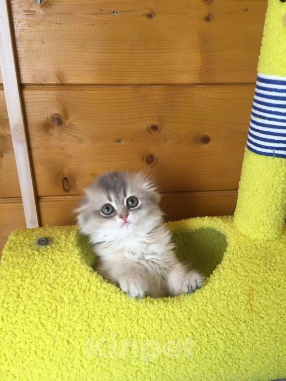 Кошки в Москве: Девочка Хайленд фолд голубое золото Девочка, 50 000 руб. - фото 2