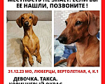 Собаки в Люберцах: Потерялась такса Мэри Девочка, 1 руб. - фото 1