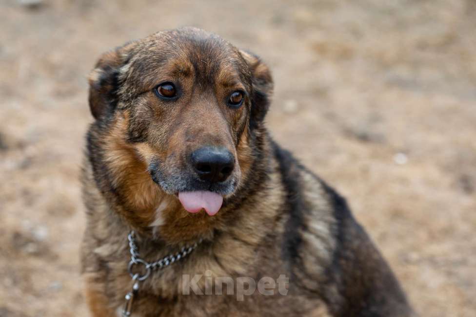 Собаки в Москве: Валик Мальчик, Бесплатно - фото 23