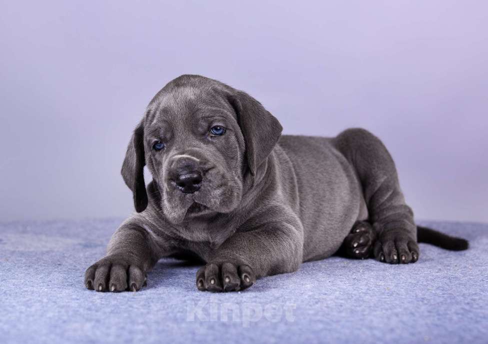 Собаки в Нижнем Новгороде: Немецкий Дог Чемпион Моего Сердца (Жёлтая лента) Мальчик, 100 000 руб. - фото 8