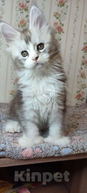 Кошки в других городах Московской области: Котёнок мейн-кун Мальчик, 70 000 руб. - фото 2