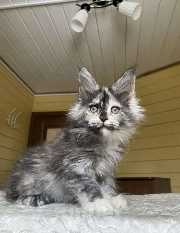 Кошки в других городах Московской области: Мейн-кун девчушка❤️ Девочка, 60 000 руб. - фото 2