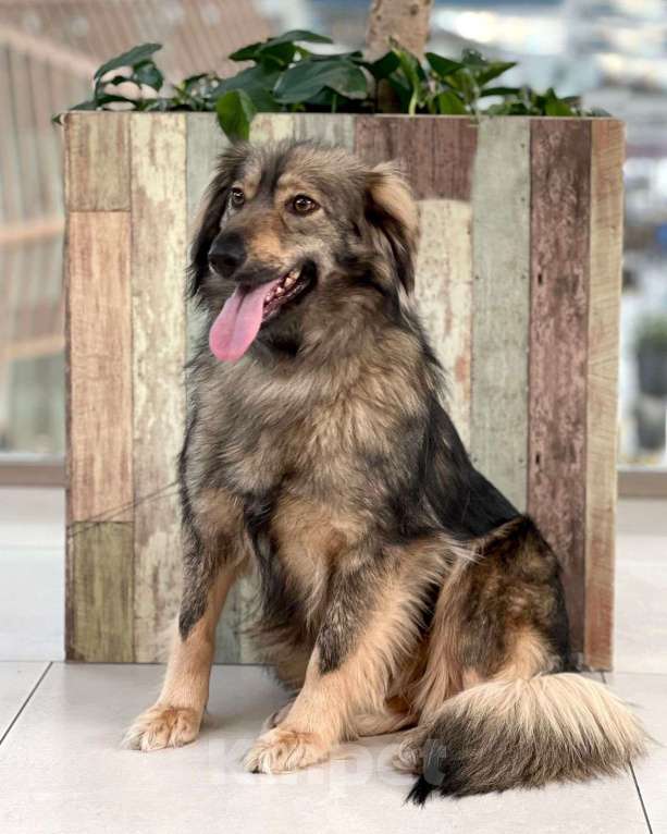 Собаки в Москве: Коротколапая пушистая собачка Мышка в добрые руки Девочка, Бесплатно - фото 2