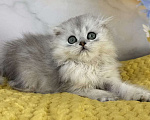 Кошки в Саранске: Серебристая шиншилла шотландский мальчик  Мальчик, 35 000 руб. - фото 1