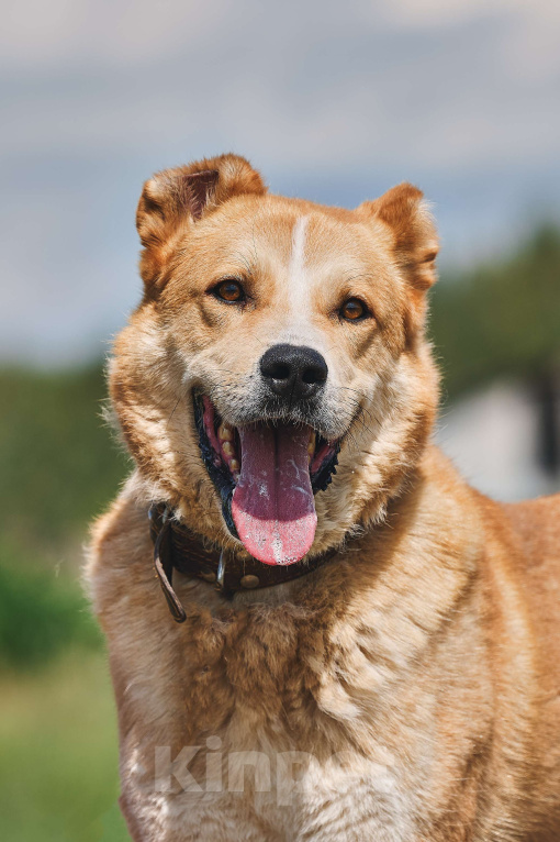 Собаки в других городах Тверской области: Малыш - среднеазиатская овчарка Мальчик, Бесплатно - фото 1