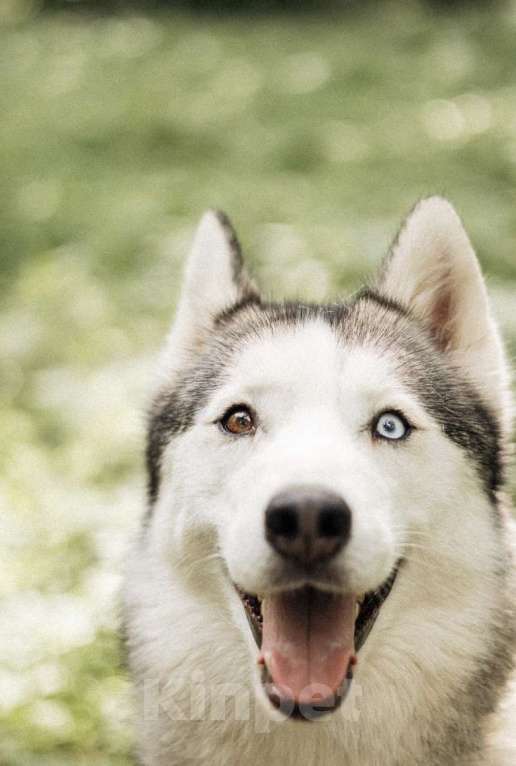 Собаки в Москве: Красавица Эмми ждет свою семью. Девочка, Бесплатно - фото 7