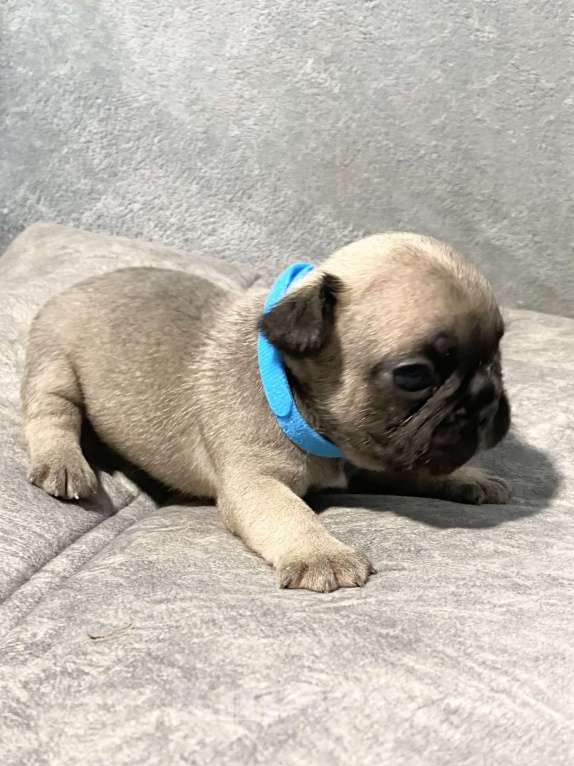 Собаки в Нижнем Новгороде: Щенки французского бульдога в продаже Девочка, 50 000 руб. - фото 4