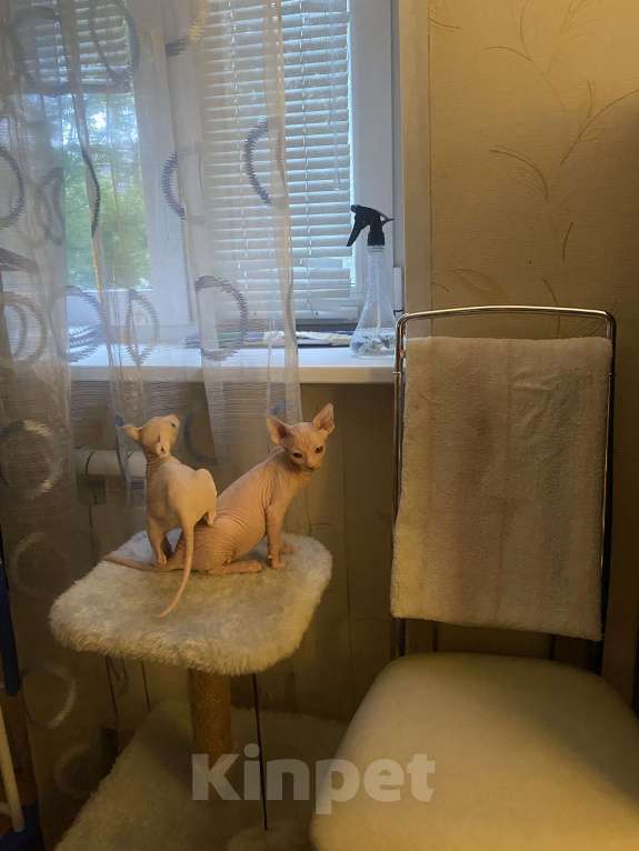 Кошки в Лыткарино: Мальчик белый Мальчик, 20 000 руб. - фото 2