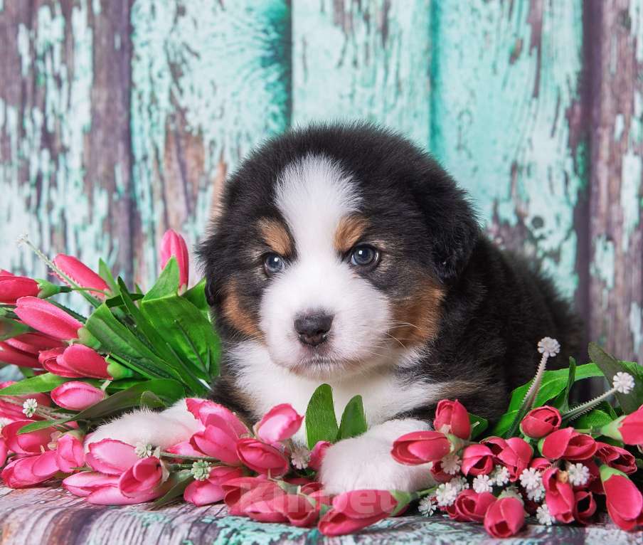 Собаки в Москве: Щенок миниатюрной американской овчарки Мальчик, Бесплатно - фото 1