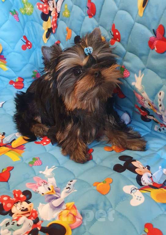 Собаки в Москве: Щенки йоркширского терьера Мальчик, 45 000 руб. - фото 2