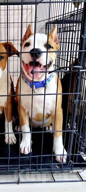 Собаки в Москве: Шикарная девочка амстаффа  Девочка, 90 000 руб. - фото 7